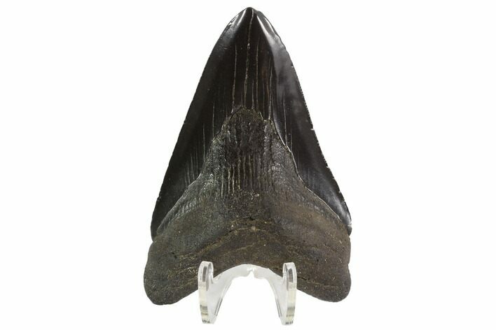 Black, Fossil Megalodon Tooth - South Carolina #90758